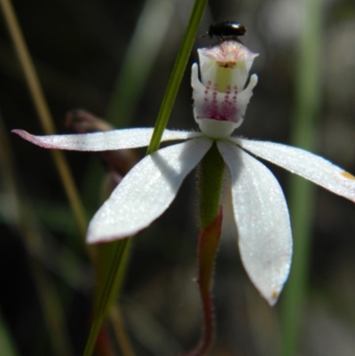 Caladenia moschata (Musky Caps) at Aranda, ACT - 3 Nov 2016 by petaurus