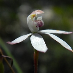 Caladenia moschata at Undefined Area - suppressed