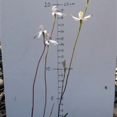 Caladenia moschata at Undefined Area - suppressed