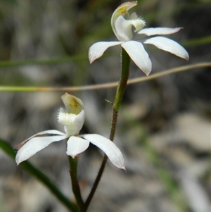 Caladenia moschata at Undefined Area - suppressed