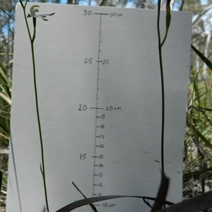 Caladenia moschata at Undefined Area - suppressed