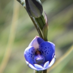 Thelymitra juncifolia (Dotted Sun Orchid) at Black Mountain - 3 Nov 2016 by petaurus