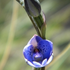 Thelymitra juncifolia (Dotted Sun Orchid) at Point 3131 - 3 Nov 2016 by petaurus