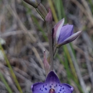 Thelymitra juncifolia at Point 3131 - suppressed