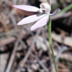 Caladenia carnea (Pink Fingers) at Point 3131 - 3 Nov 2016 by petaurus
