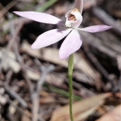 Caladenia carnea at Undefined Area - suppressed