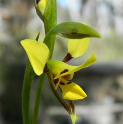 Diuris sulphurea (Tiger Orchid) at Black Mountain - 3 Nov 2016 by petaurus