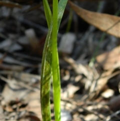 Diuris sulphurea at Point 3131 - suppressed