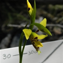 Diuris sulphurea at Point 3131 - suppressed