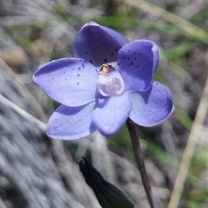 Thelymitra juncifolia at Undefined Area - suppressed