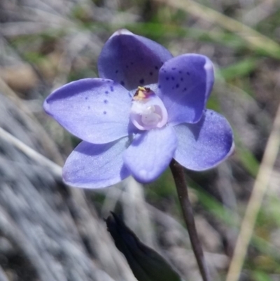 Thelymitra juncifolia (Dotted Sun Orchid) at Bruce, ACT - 4 Nov 2016 by petaurus