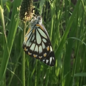 Belenois java at Cook, ACT - 5 Nov 2016 05:32 PM