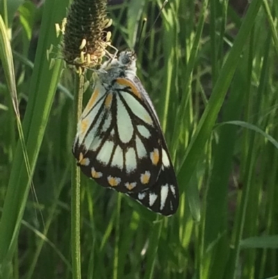 Belenois java (Caper White) at Mount Painter - 5 Nov 2016 by EmilyS