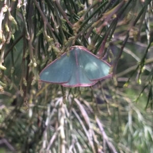 Chlorocoma undescribed species (sp.3 MoV) at Belconnen, ACT - 23 Oct 2016