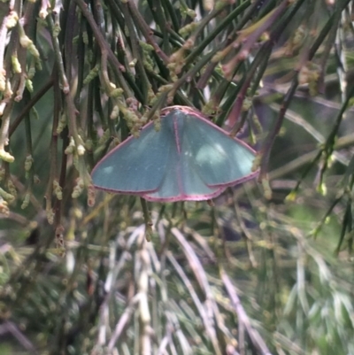 Chlorocoma undescribed species MoVsp3 (An Emerald moth) at Mount Painter - 23 Oct 2016 by EmilyS
