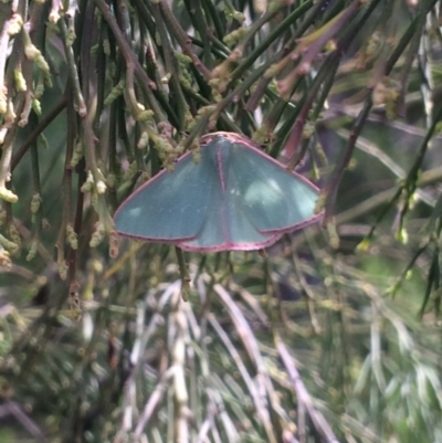 Chlorocoma undescribed species (sp.3 MoV) (An Emerald moth) at Belconnen, ACT - 23 Oct 2016 by EmilyS