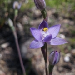 Thelymitra pauciflora (Slender Sun Orchid) at Black Mountain - 4 Nov 2016 by petaurus