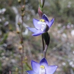 Thelymitra pauciflora (Slender Sun Orchid) at Point 5803 - 4 Nov 2016 by petaurus