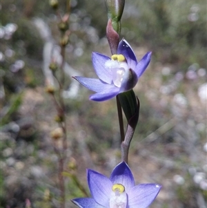 Thelymitra pauciflora at Point 5803 - suppressed