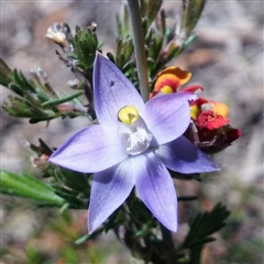 Thelymitra pauciflora at Undefined Area - suppressed