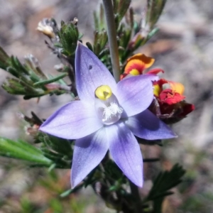 Thelymitra pauciflora at Point 5803 - suppressed