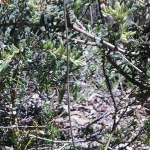 Thelymitra pauciflora at Point 5803 - suppressed