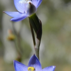 Thelymitra pauciflora at Point 5803 - suppressed