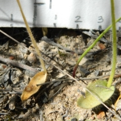 Glossodia major (Wax Lip Orchid) at Bruce, ACT - 4 Nov 2016 by petaurus