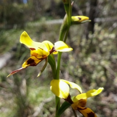 Diuris sulphurea (Tiger Orchid) at Bruce, ACT - 4 Nov 2016 by petaurus