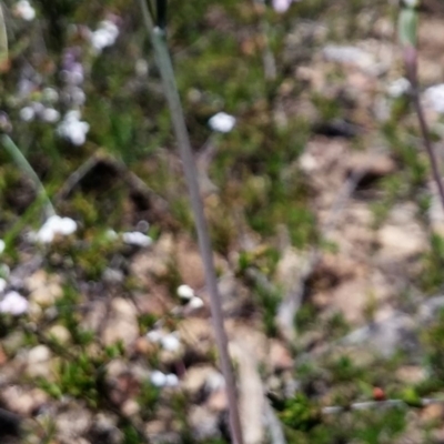 Thelymitra juncifolia (Dotted Sun Orchid) at Point 5803 - 4 Nov 2016 by petaurus
