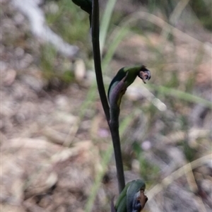 Thelymitra juncifolia at Point 5803 - suppressed