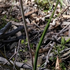 Thelymitra juncifolia at Point 5803 - suppressed