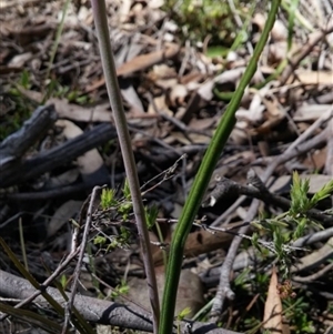 Thelymitra juncifolia at Point 5803 - suppressed