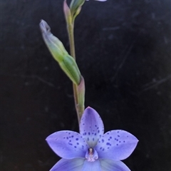 Thelymitra juncifolia at Undefined Area - suppressed