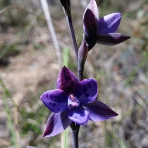 Thelymitra juncifolia at Point 5803 - suppressed