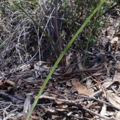 Calochilus platychilus (Purple Beard Orchid) at Black Mountain - 4 Nov 2016 by petaurus