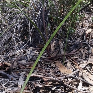 Calochilus platychilus at Point 5803 - suppressed