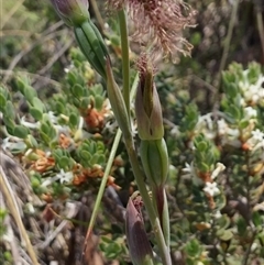 Calochilus platychilus at Undefined Area - suppressed