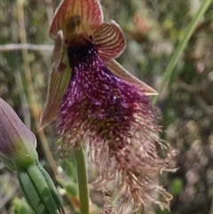 Calochilus platychilus at Undefined Area - suppressed