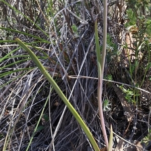 Calochilus platychilus at Point 5803 - suppressed