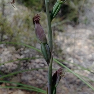 Calochilus platychilus at Undefined Area - suppressed