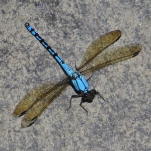 Diphlebia nymphoides at Bullen Range - 20 Dec 2014