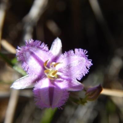 Thysanotus patersonii (Twining Fringe Lily) at Acton, ACT - 5 Nov 2016 by MichaelMulvaney