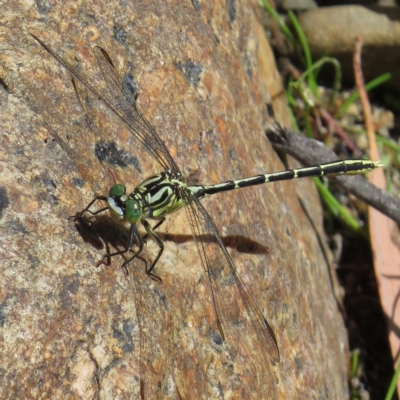 Austrogomphus guerini (Yellow-striped Hunter) at Tidbinbilla Nature Reserve - 22 Dec 2014 by JohnBundock