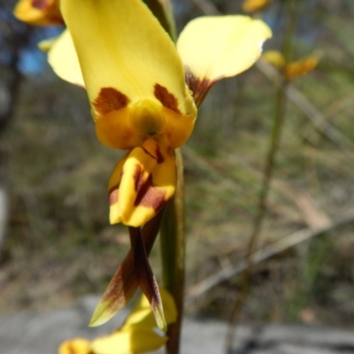 Diuris sulphurea (Tiger Orchid) at Canberra Central, ACT - 5 Nov 2016 by MichaelMulvaney