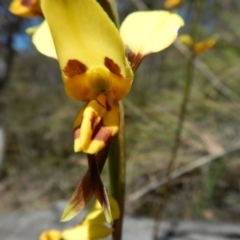 Diuris sulphurea (Tiger Orchid) at Black Mountain - 5 Nov 2016 by MichaelMulvaney