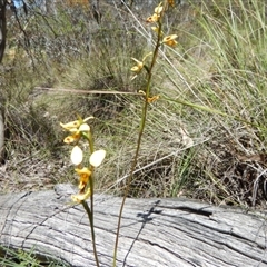 Diuris sulphurea at Point 25 - 5 Nov 2016