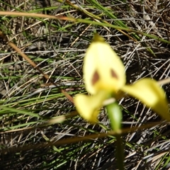 Diuris sulphurea at Point 25 - 5 Nov 2016