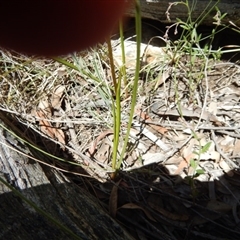 Diuris sulphurea at Point 25 - 5 Nov 2016