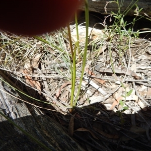 Diuris sulphurea at Point 25 - 5 Nov 2016